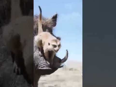 TULU COMEDY VIDEO SHORT