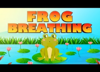 Frog Breath Breathing Exercise To Improve Lung Capacity And Immunity Kids Yoga Yoga Guppy