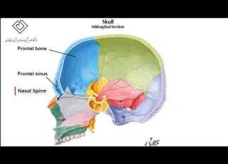  Nasal
