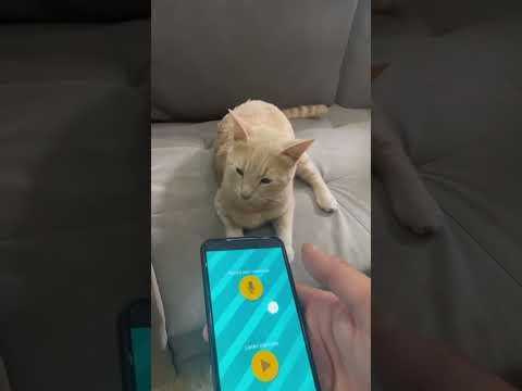 تطبيق التكلم مع القطط قطط