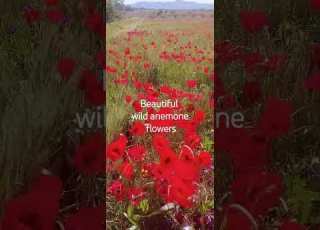 Beautiful Wild Anemone Flowers گلهای زیبای شقایق وحشی