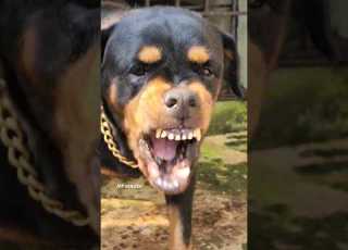  Dog Barking Loudly Fight Viral Dog Angrydog Rottweiler Angrypuppy Cutepet Puppy Angry Dog