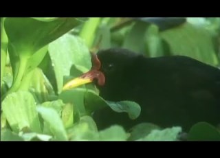 Lily Trotters Mating Rituals Attenborough Trials Of Life BBC Earth