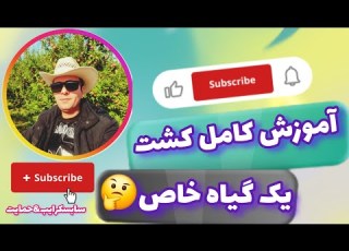 آموزش کامل کشت و نگهداری گیاه خشخاش خشخاش آموزش باغبانی