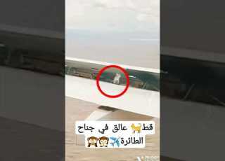 شاهد قط عالق في جناح الطائره اليمن السعودية Shorts