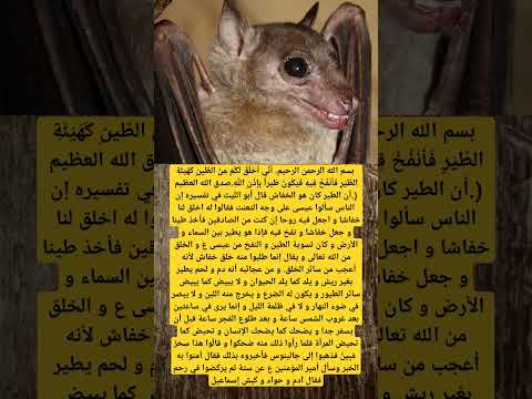 الاعجاز العلمي للخفاش