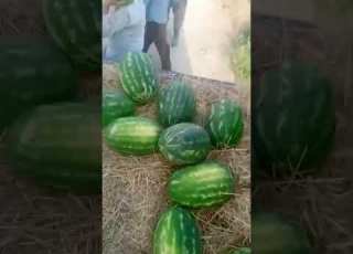 منقول أثناء العمل في تستاف الذلاح عمل متعب ولكن ممتع ومفيد لتقويات العضلات