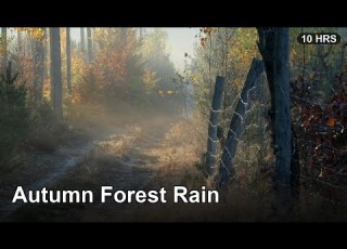 Autumn Forest Rain 10 Hours Falling Leaves Soft Rain For Deep Sleep No Ads