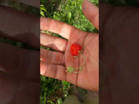 تابوت مرا به جای بلندی بگذارید