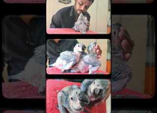 Macaw Chicks From Handfeed Chicks To Outdoor Trained Macaw Macaws Shaikhtanveer Pets
