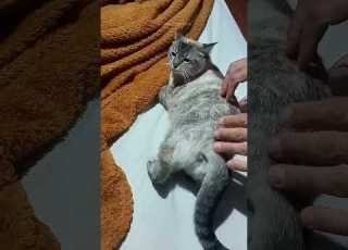  Part 72 Funny Cat ExplorePage