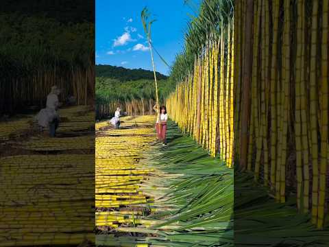गन न क ख त Sugarcane Farming In China Best Ganna Variety Chinese Sugarcane Farming