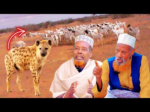 Sayidkii Beesha Wayteen Absame Waraabaha Ayaa Adhiga U Raaci Jiray Taariikh Mucjiso Ah