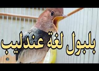  بلبل المغربي يبدع في أداء تغريد طائر العندليب