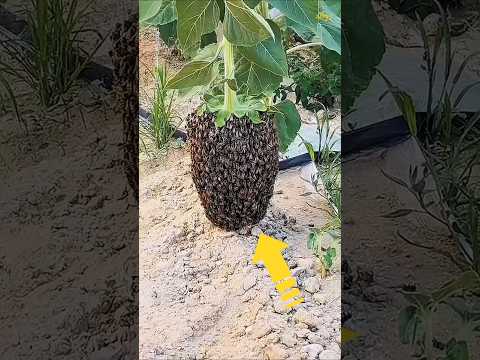 اغرب اماكن يبني فيها النحل الخلية