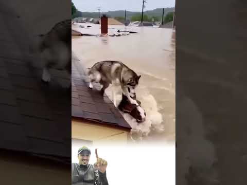 حين يكون الله معك يسخر لك من يحملك فوق ظهره ليعبر بك جحيم الفيضان Youtubeshorts