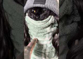 Swaddling My Cay So I Can Groom Him And Brush His Teeth Cats Cute Fyp Pets Trending Howto