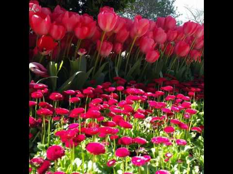 ምርጥ አበቦች