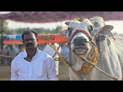 న దవర స న యర వ భ గ ల 13 P S K Y Bulls