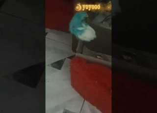  هروب الاشرار Runaway