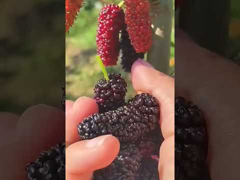 What Do You Call Mulberry In Your Language Satisfying Short