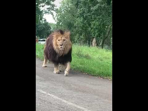 اسد هارب من حديقة الحيوانات A Lion Escaping From The Zoo