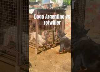 Dogo Vs Rotwiller Who Have More Power Music Dogoargentino Pistenbully Rotwiller Mechanicalbull