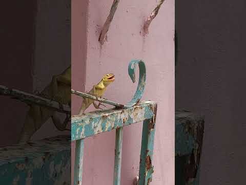 Code Kila Gate Viral 2024 Channelyoutube