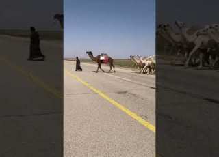  شديد ابل له شمال