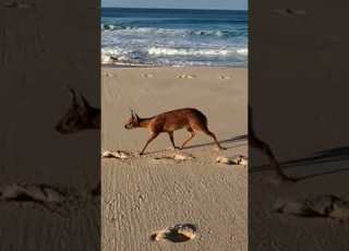  Grysbok Strolling Down The Beach On The Whale Trail