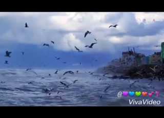 أجمل حالات واتس اب طيور البحر مع رنين حزينة