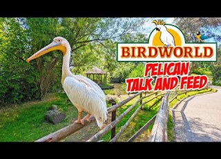  Discovering Pelicans Birdworld S Fascinating Pelican Talk Feed July 2023 4K