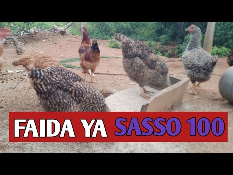 BAJETI NA FAIDA YA SASSO 100 UFUGAJI WA KUKU