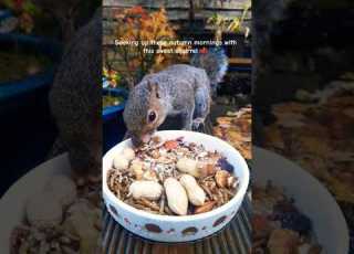 Belly Full Cosy Short Ytshorts Viralshort Wildlife Animals Nature Youtubeshorts