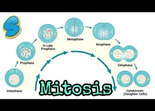  Mitosis በአማርኛ Grade 10 Biology Unit 2 Part 2