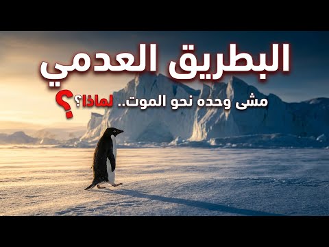 لماذا مشى البطريق نحو الجبال وحده قصة البطريق العدمي Nihilist Penguin 2026
