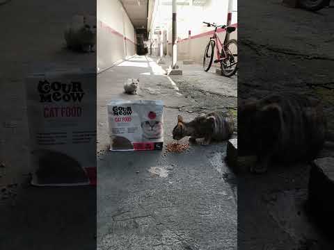 Mga Gutom Na Pusa Ng U E