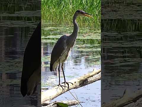 Amazing Great Blue Heron Calling Shorts Bird Heron