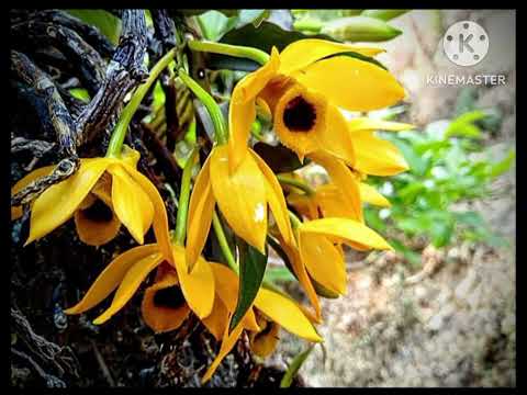 MARING LOVE SONG COVER Mk Tedun Maijolla Lyric Tune Thilyaithil Dec 2025