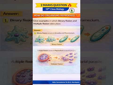 الانشطار الثنائي الانشطار المتعدد التكاثر اللاجنسي الأحياء للصف العاشر الانشطار الثنائي الانشطار المتعدد التكاثر اللاجنسي الأحياء للصف العاشر