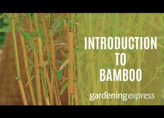  An Introduction To Bamboo Plants Gardening Express