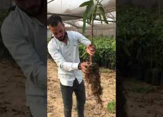 من اهم عوامل نجاح الشتلة اتخاذ الشتلة الخاليه من عيوب الجذور شاهد الفيديو