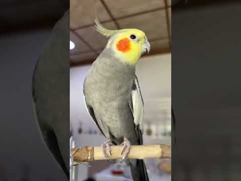 تغريدة كوكتيل يستجيب لصوت المنافس Cockatiel طائر الكروان