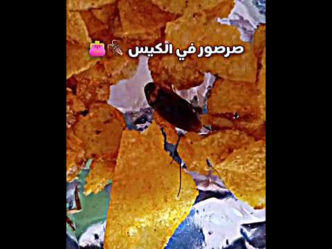 صرصور في الكيس ياكل كوكيز اغنية فطست ضحك اكسبلور Shorts