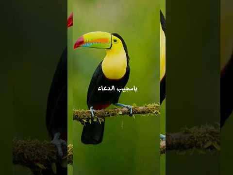 انشودة يامجيب الدعاء رائعة جدا