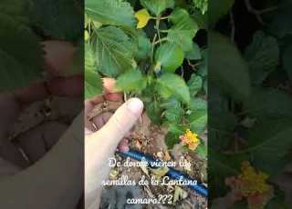 Where Do Lantana Camara Seeds Come From
