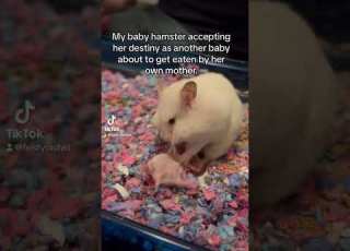 That Baby Hamster Kept Saying Stop But The Mother Didn T Listen Babyhamster