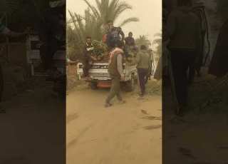  نخل حياني لتوليد لزراعه النخيل الحياني على مقبول للاستفسار رقم التليفون01026858989