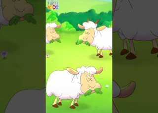 هذا الراعي الكذاب