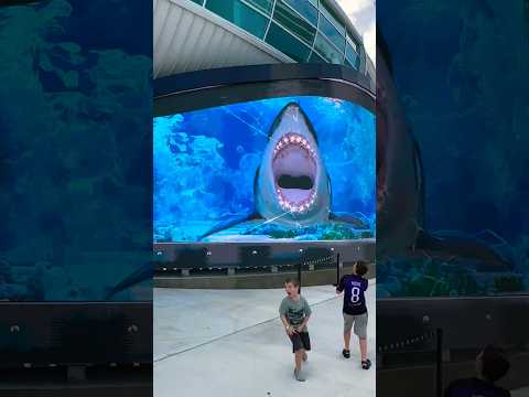 Sea Creatures Attack At The Port Of Nassau Bahamas PART 1 Shark